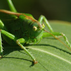 Heupferd im Maisfeld